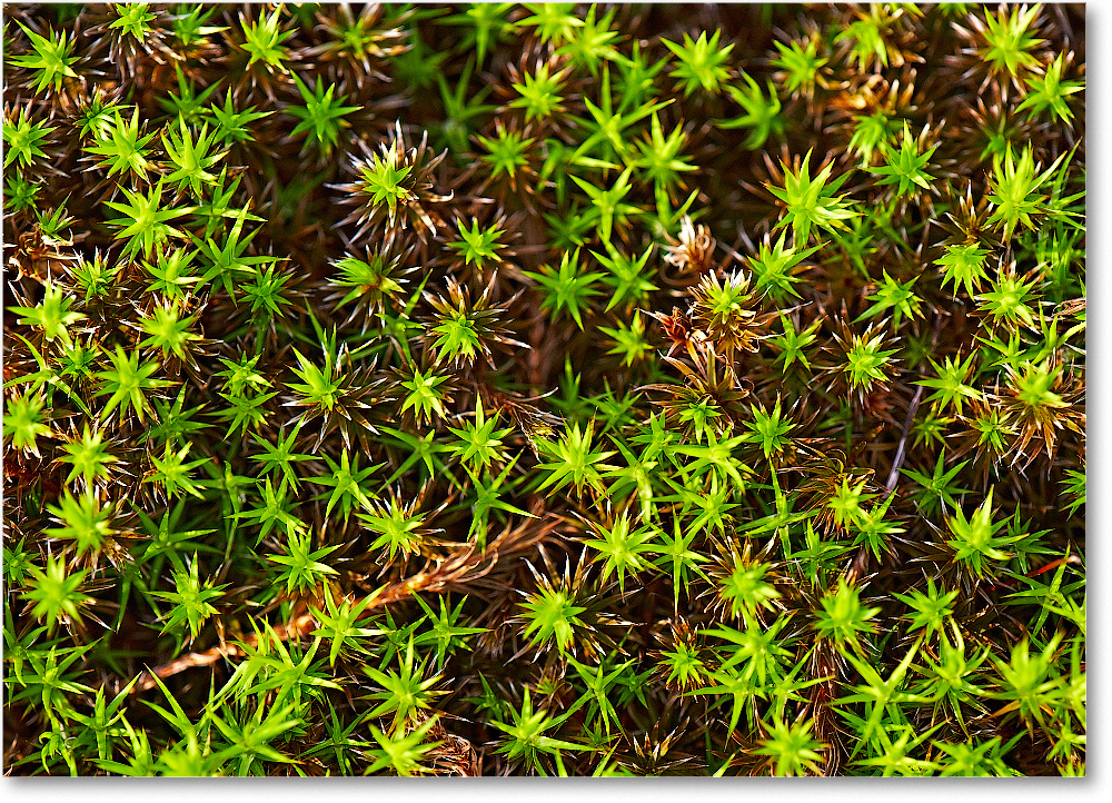 GroundCover-BigMeadows-2007Sept_E0K1180 copy