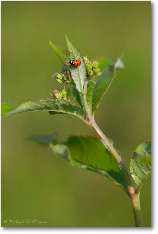 Lady-Bug-E0K1163