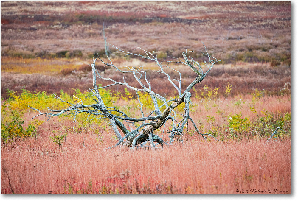TreeFall_BigMeadows_2016Oct_2DXB3661