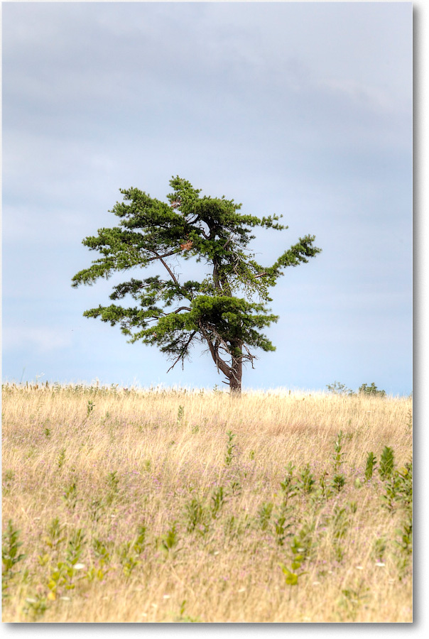 Tree_BigMeadows_2010July_D4A0915_6_7_hdrDefault copy