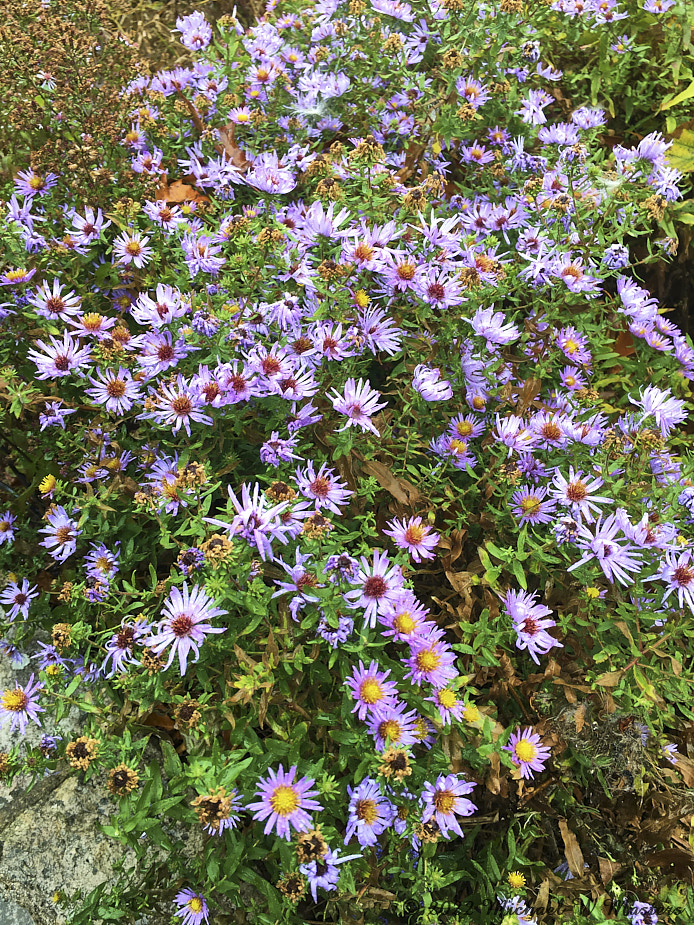 WildFlowers_ByrdVisitorCenter_2022Oct_iPh01137