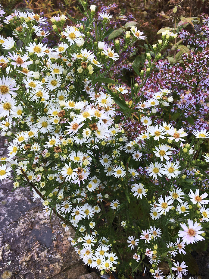 WildFlowers_ByrdVisitorCenter_2022Oct_iPh01139