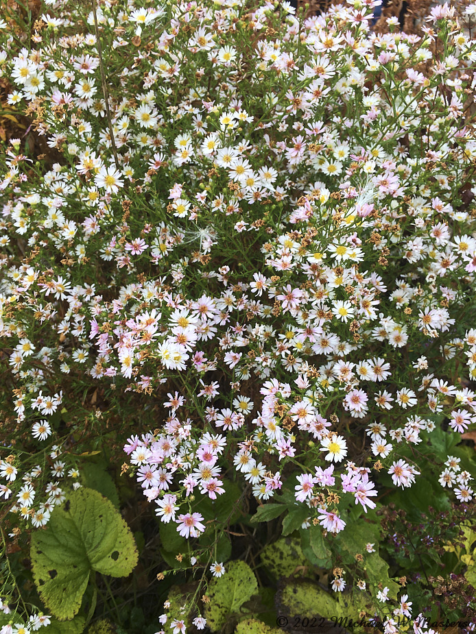WildFlowers_ByrdVisitorCenter_2022Oct_iPh01142