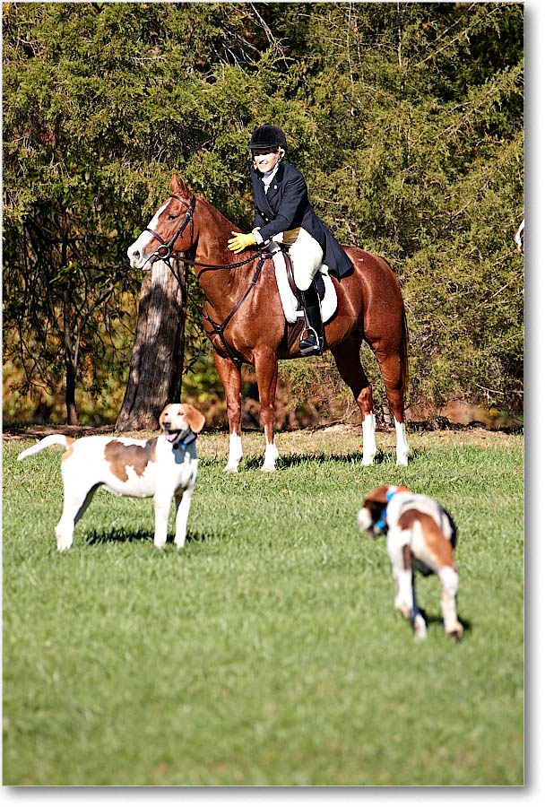 MtVernonHorses&Hounds_CarolineHuntClub_2016Nov_4DXA6334 copy