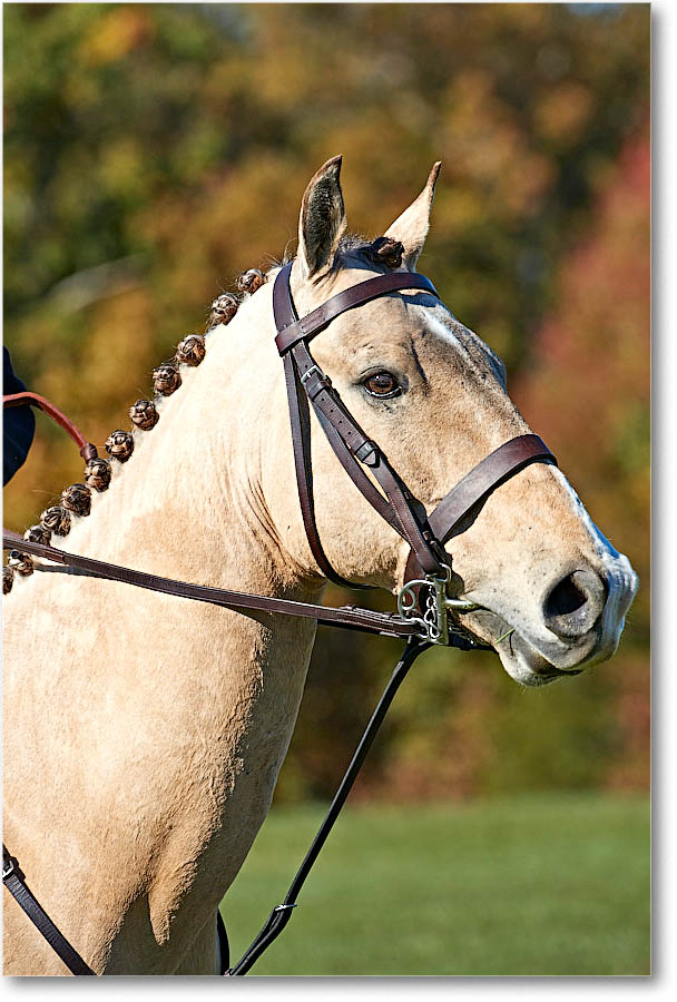 MtVernonHorses&Hounds_CarolineHuntClub_2016Nov_4DXA6378 copy
