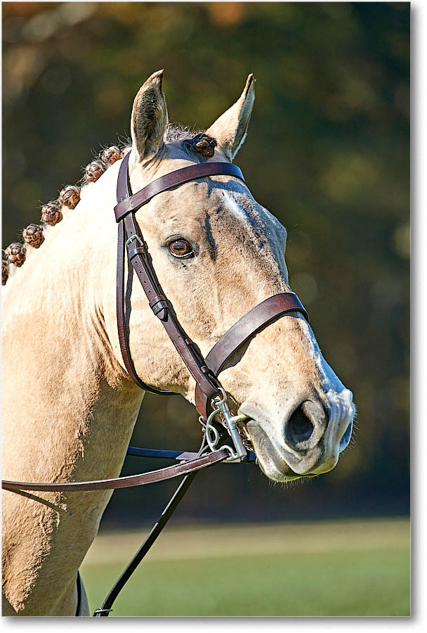 MtVernonHorses&Hounds_CarolineHuntClub_2016Nov_4DXA6383 copy