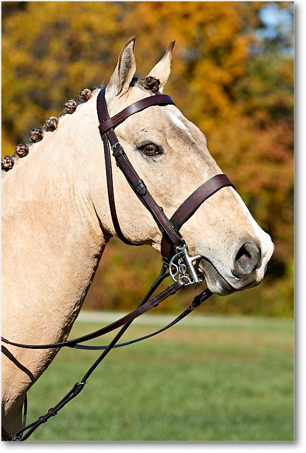 MtVernonHorses&Hounds_CarolineHuntClub_2016Nov_4DXA6391 copy