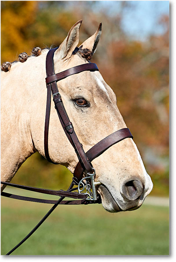 MtVernonHorses&Hounds_CarolineHuntClub_2016Nov_4DXA6410 copy