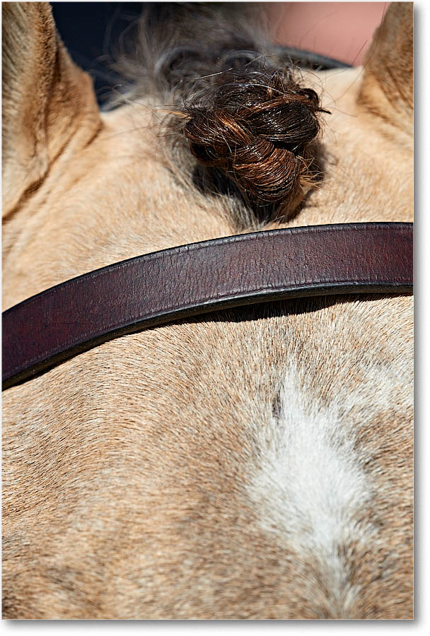 MtVernonHorses&Hounds_CarolineHuntClub_2016Nov_4DXA6534 copy