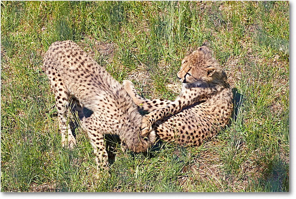 Cheetah-RichmondZoo-2014May_2DXA0020