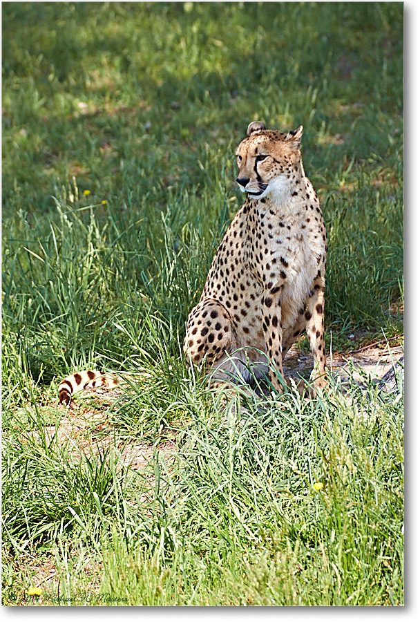 Cheetah-RichmondZoo-2014May_2DXA0041