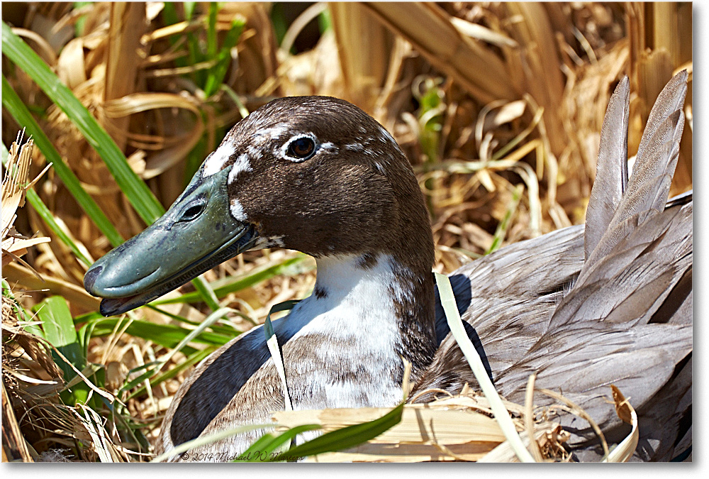 DuckUnknID-RichmondZoo-2014May_2DXA0168