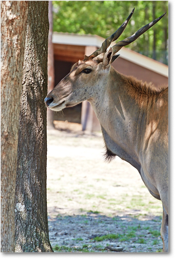 Eland-RichmondZoo-2014May_2DXA0218