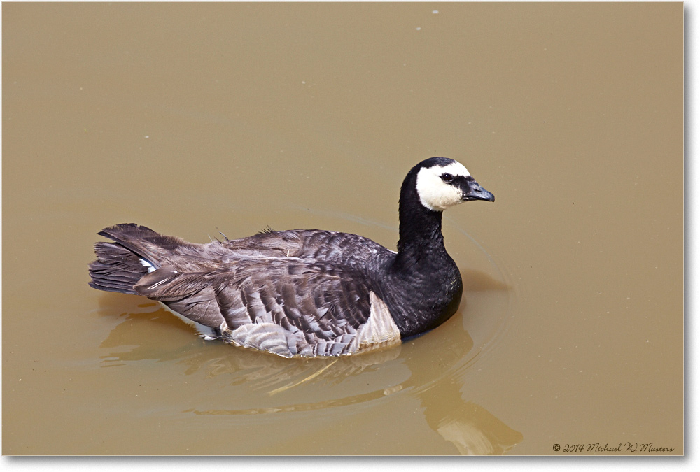 GooseBarnacle-RichmondZoo-2014May_2DXA0273
