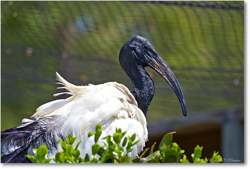 IbisAfricanSacred-RichmondZoo-2014May_2DXA0164