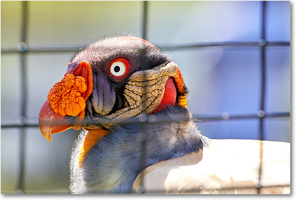 KingVulture_RichmondZoo_2017May_5D5A0180 copy