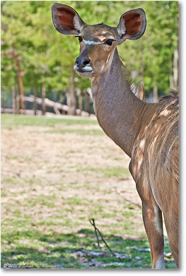Kudu-RichmondZoo-2014May_2DXA0217