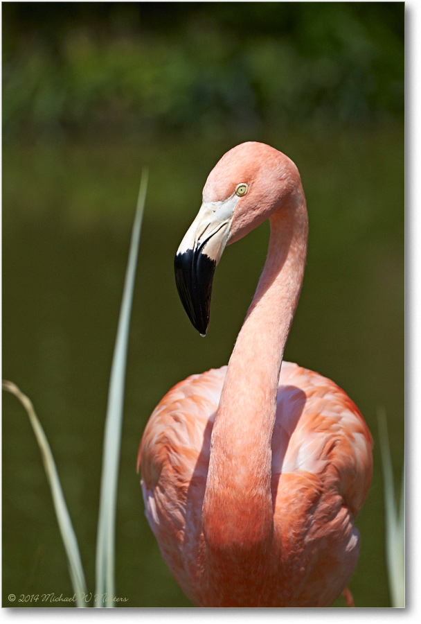 PinkFlamingo-RichmondZoo-2014May_2DXA0152