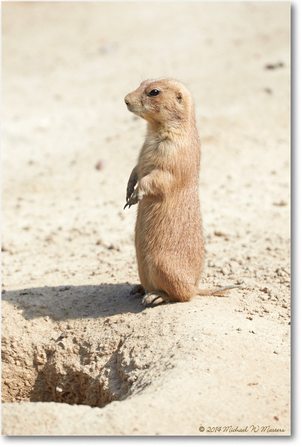 PrairieDogBlkTail-RichmondZoo-2014May_2DXA0001