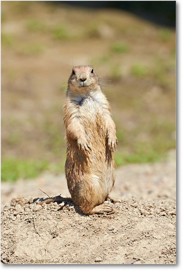PrairieDogBlkTail-RichmondZoo-2014May_2DXA0149