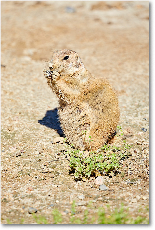 PrairieDog_RichmondZoo_2017May_5D5A0094 copy