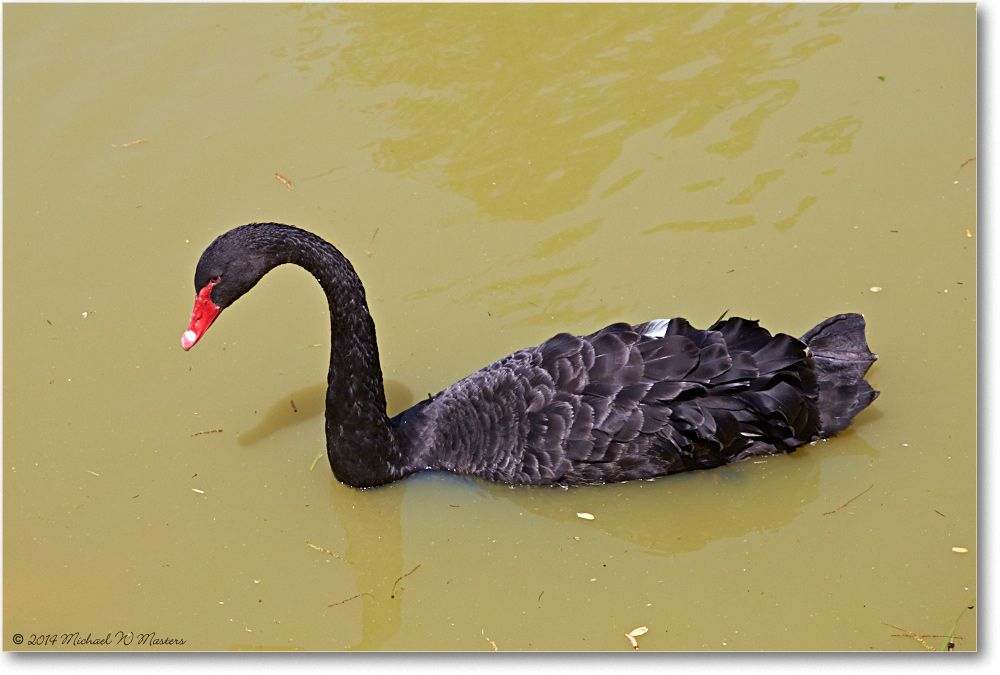 SwanBlack-RichmondZoo-2014May_2DXA0147