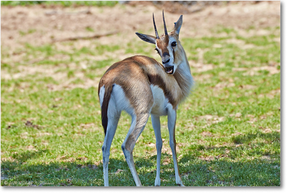 ThomsonsGazelle-RichmondZoo-2014May_2DXA0221