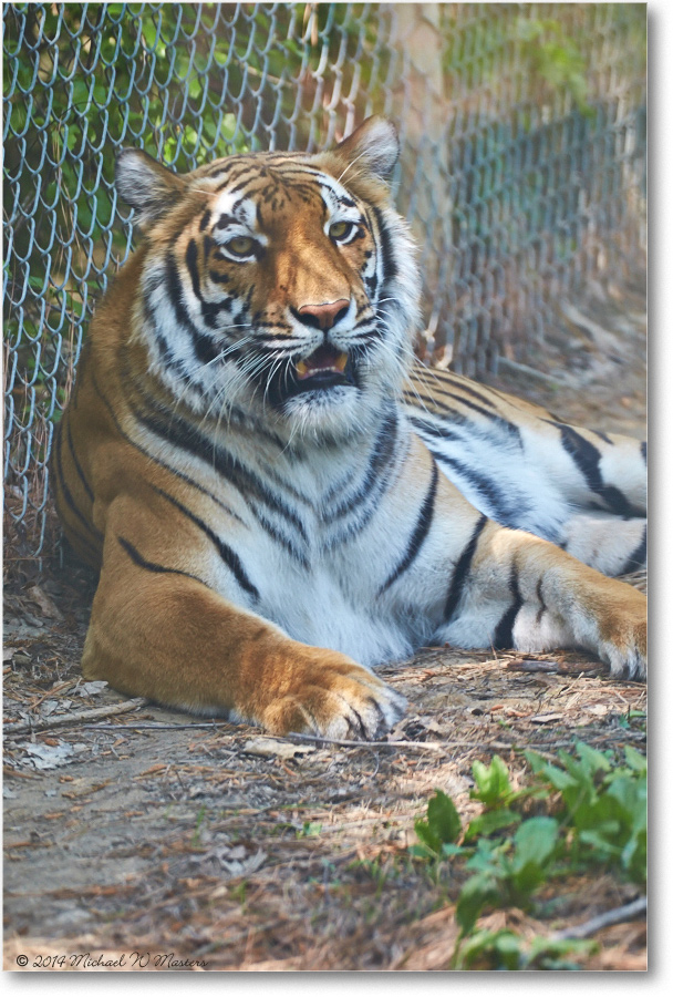 Tiger-RichmondZoo-2014May_2DXA0109