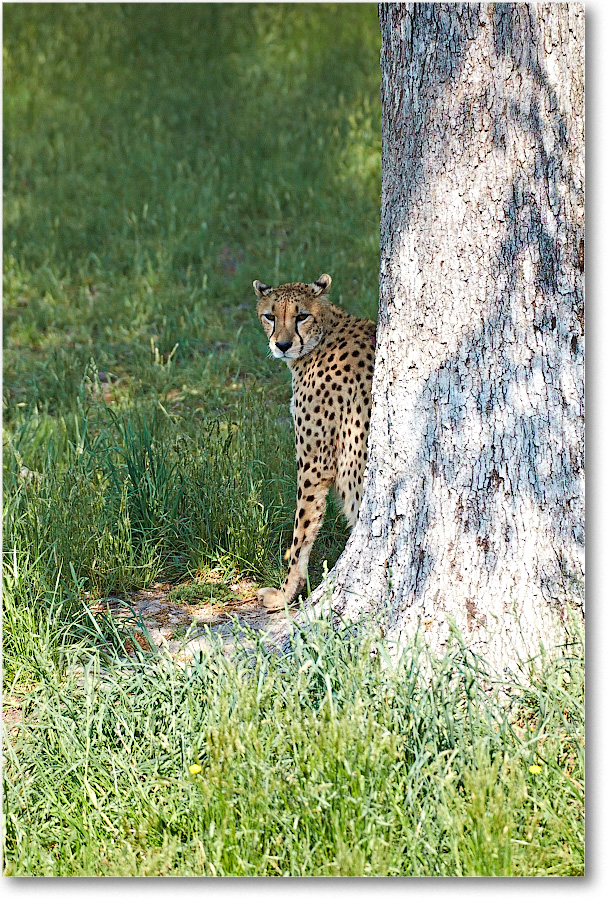 Cheetah-RichmondZoo-2014May_2DXA0016 copy