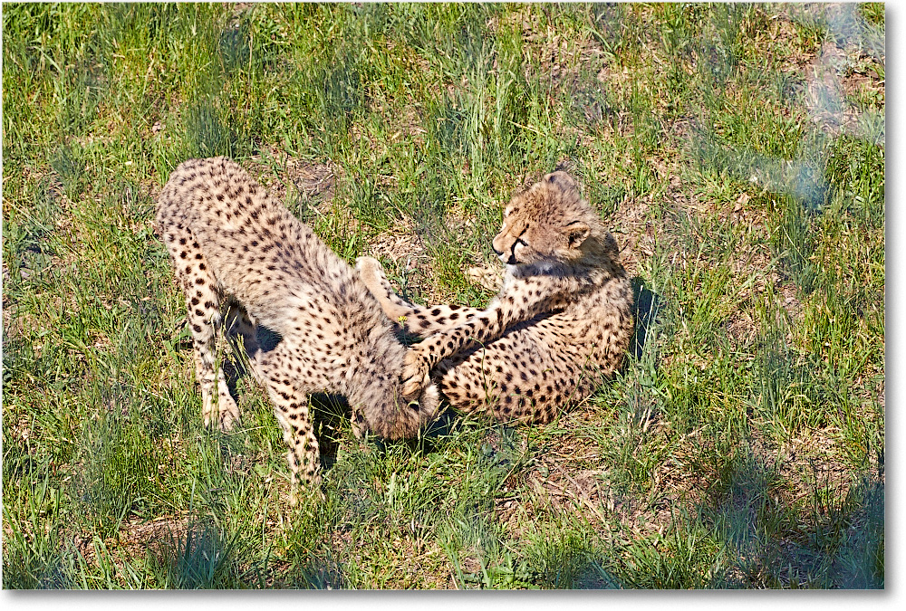 Cheetah-RichmondZoo-2014May_2DXA0020 copy