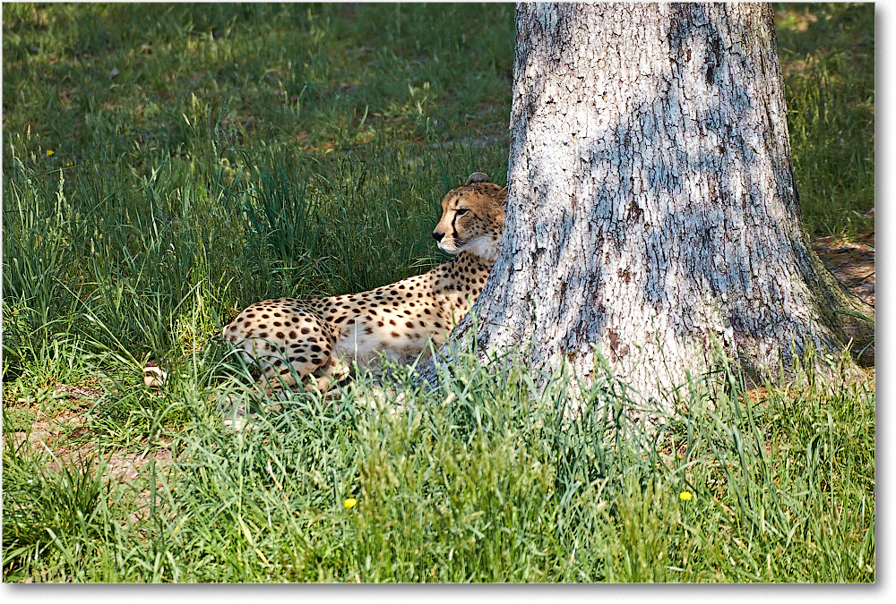 Cheetah-RichmondZoo-2014May_2DXA0024 copy