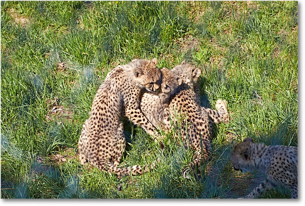Cheetah-RichmondZoo-2014May_2DXA0031 copy