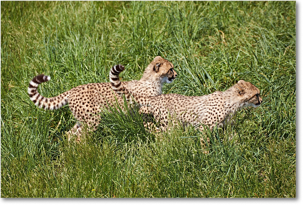 Cheetah-RichmondZoo-2014May_2DXA0049 copy