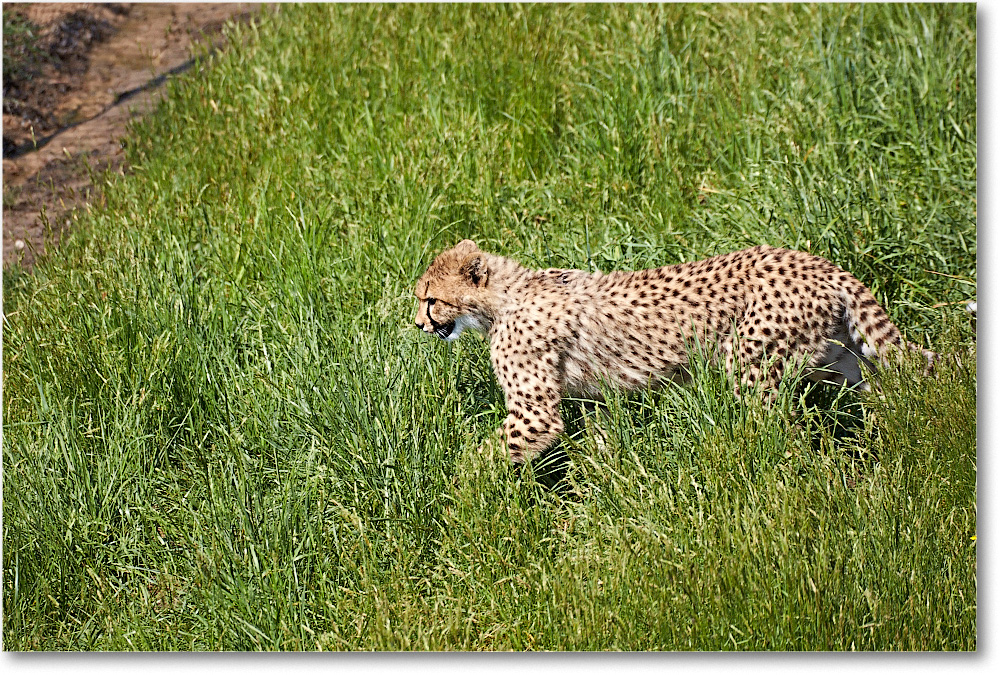 Cheetah-RichmondZoo-2014May_2DXA0050 copy