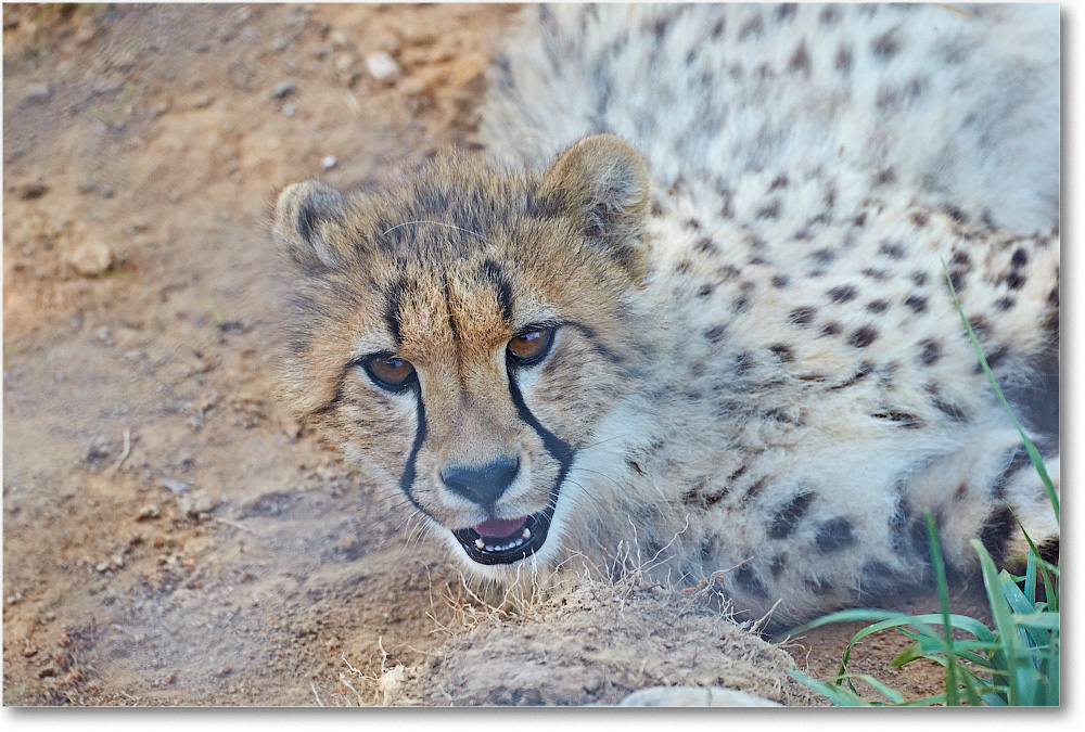 Cheetah-RichmondZoo-2014May_2DXA0054 copy