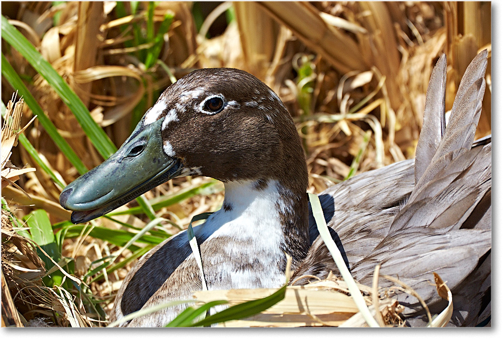 DuckUnID-RichmondZoo-2014May_2DXA0168 copy