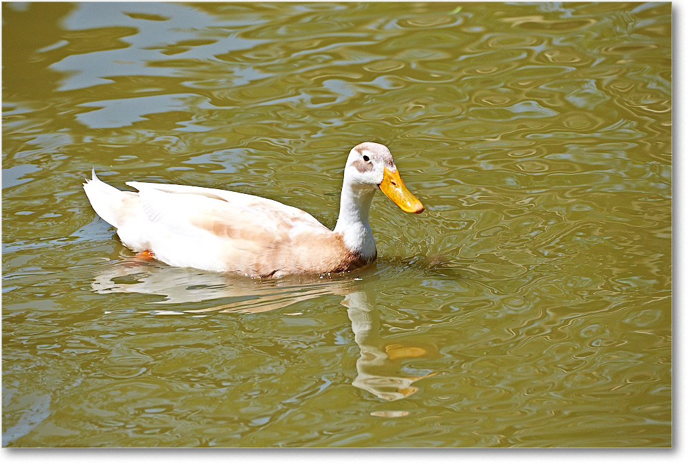 DuckUnID-RichmondZoo-2014May_2DXA0179 copy