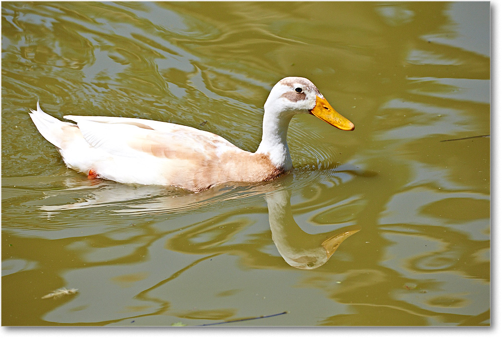 DuckUnID-RichmondZoo-2014May_2DXA0180 copy