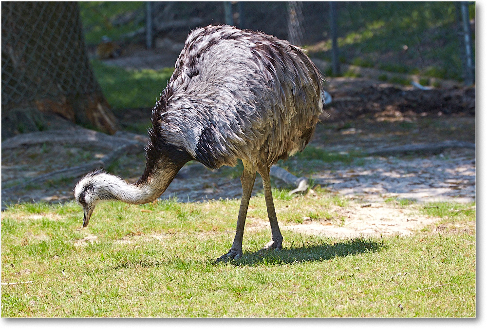 Emu-RichmondZoo-2014May_2DXA0192 copy
