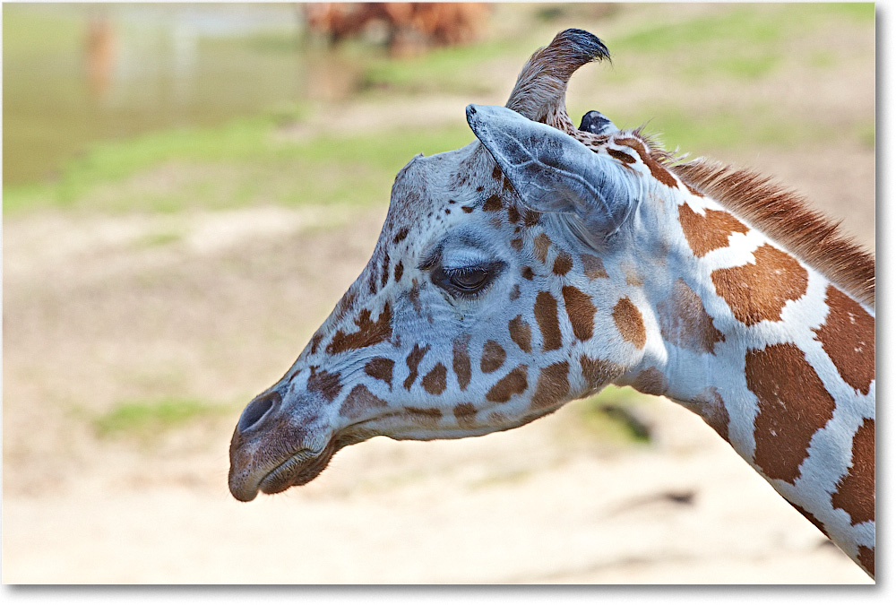 Giraffe-RichmondZoo-2014May_2DXA0007 copy