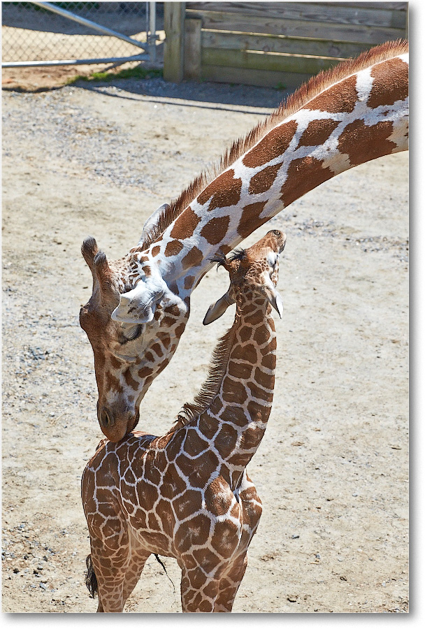 Giraffe-RichmondZoo-2014May_2DXA0242 copy