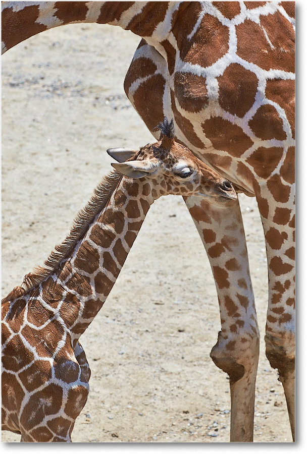 Giraffe-RichmondZoo-2014May_2DXA0243 copy