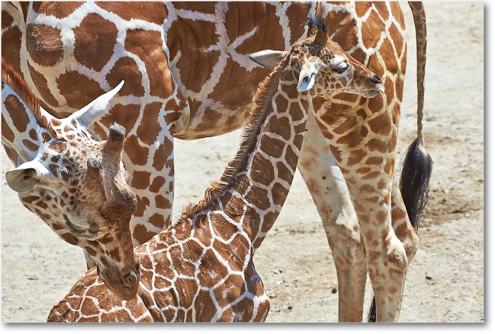 Giraffe-RichmondZoo-2014May_2DXA0246 copy