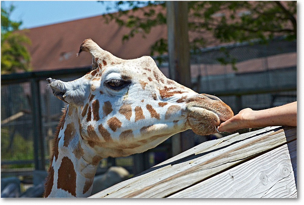 Giraffe-RichmondZoo-2014May_2DXA0254 copy