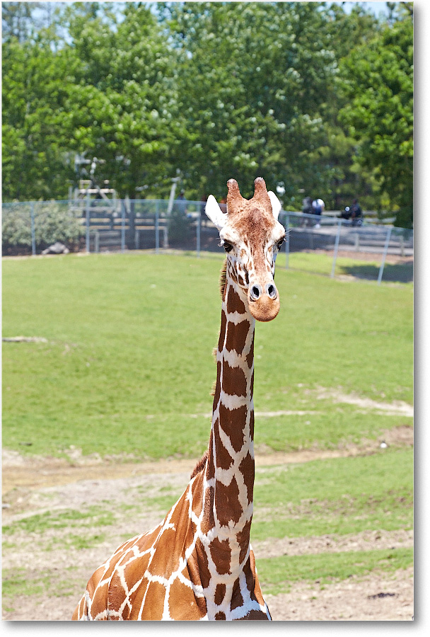 Giraffe-RichmondZoo-2014May_2DXA0279 copy