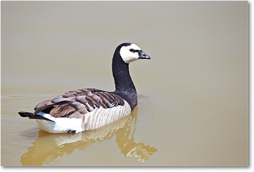 GooseUnkn-RichmondZoo-2014May_2DXA0272 copy