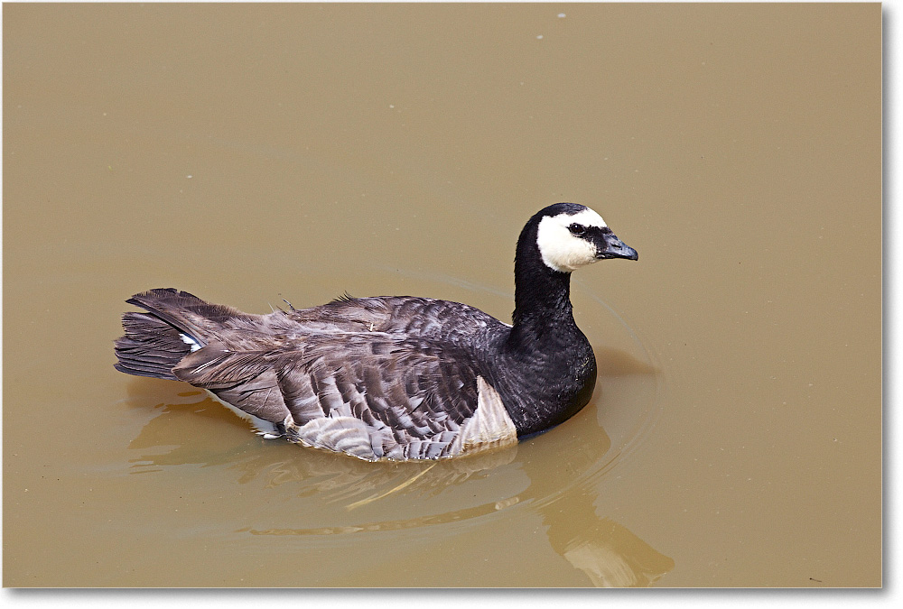 GooseUnkn-RichmondZoo-2014May_2DXA0273 copy