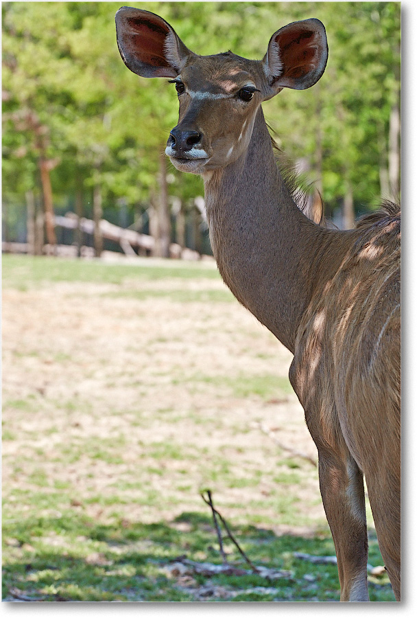 Kudu-RichmondZoo-2014May_2DXA0217 copy