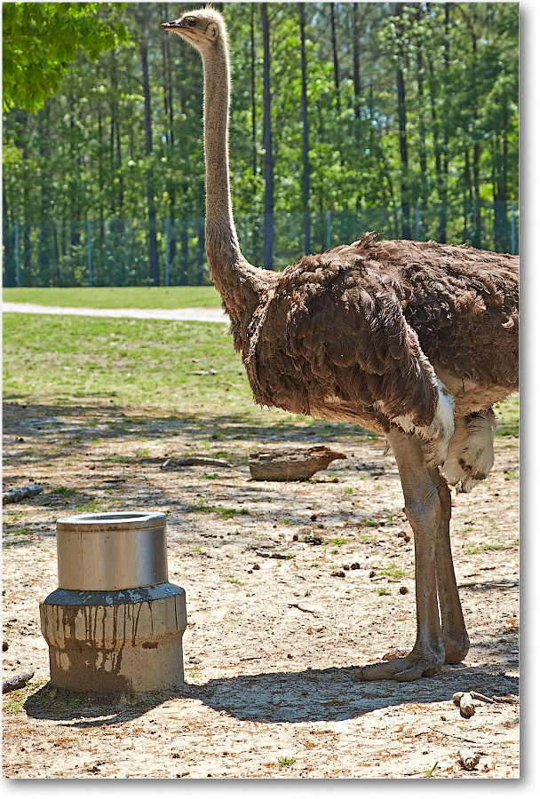 Ostritch-RichmondZoo-2014May_2DXA0202 copy