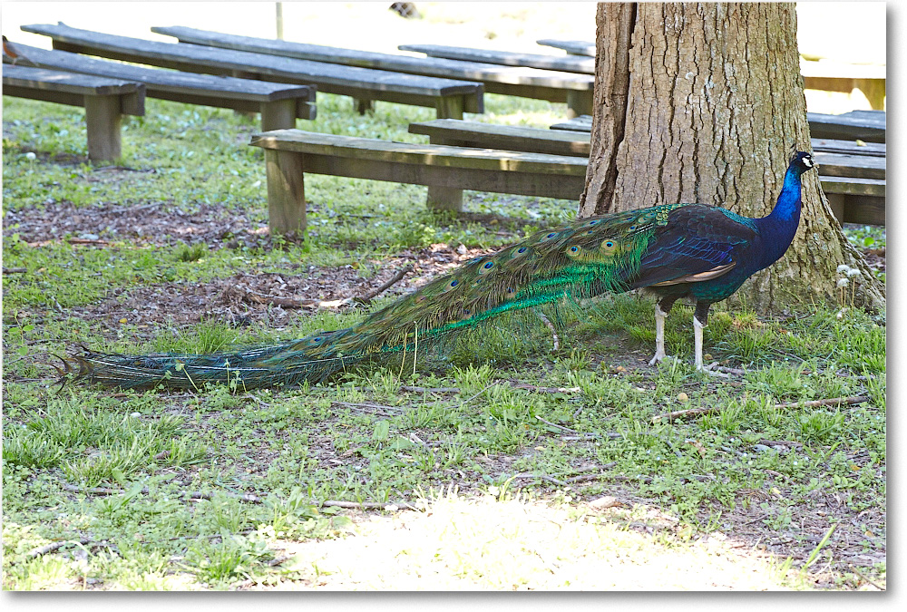 Peacock-RichmondZoo-2014May_2DXA0183 copy